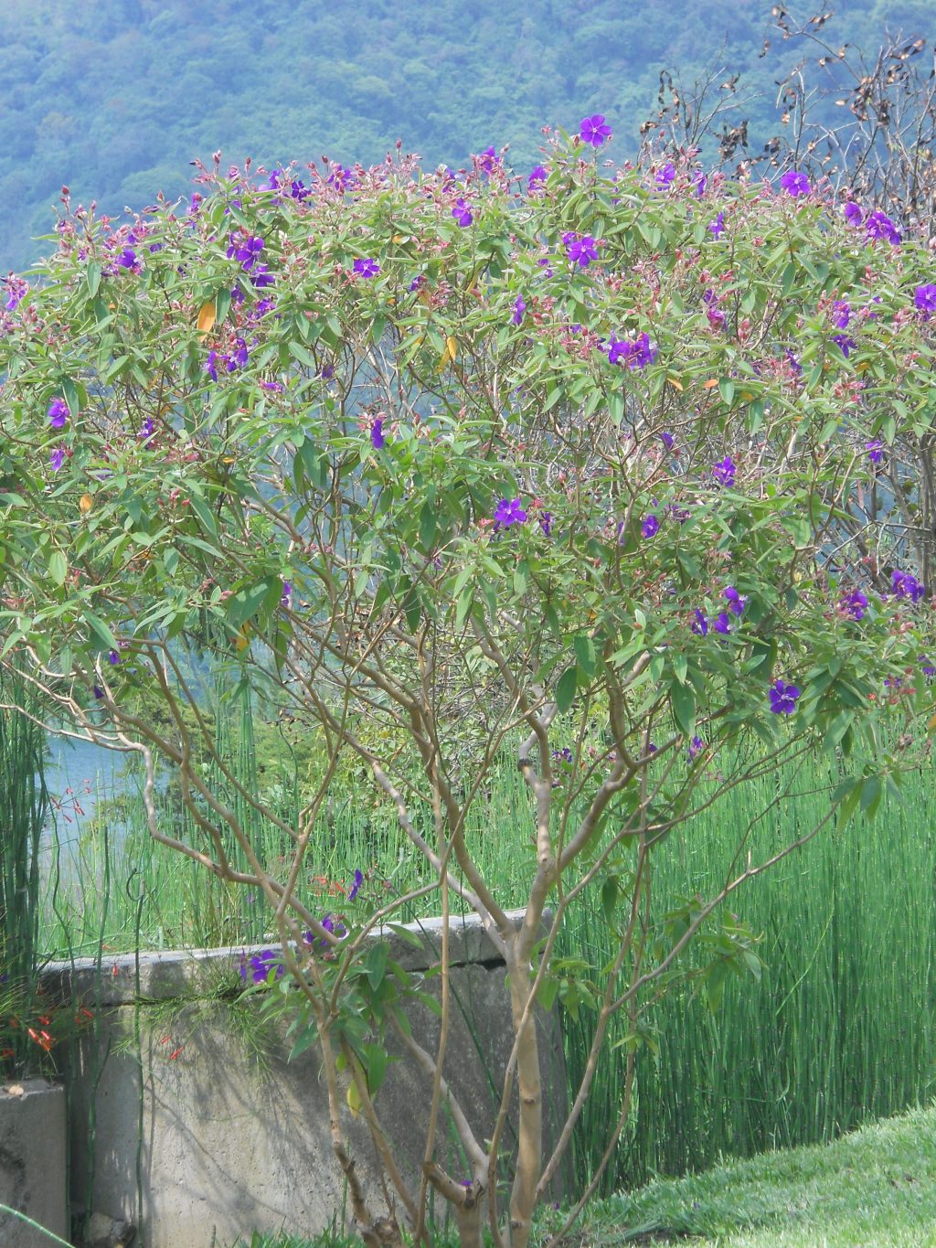 New Learnings from a Budding Tree&nbsp;Hugger