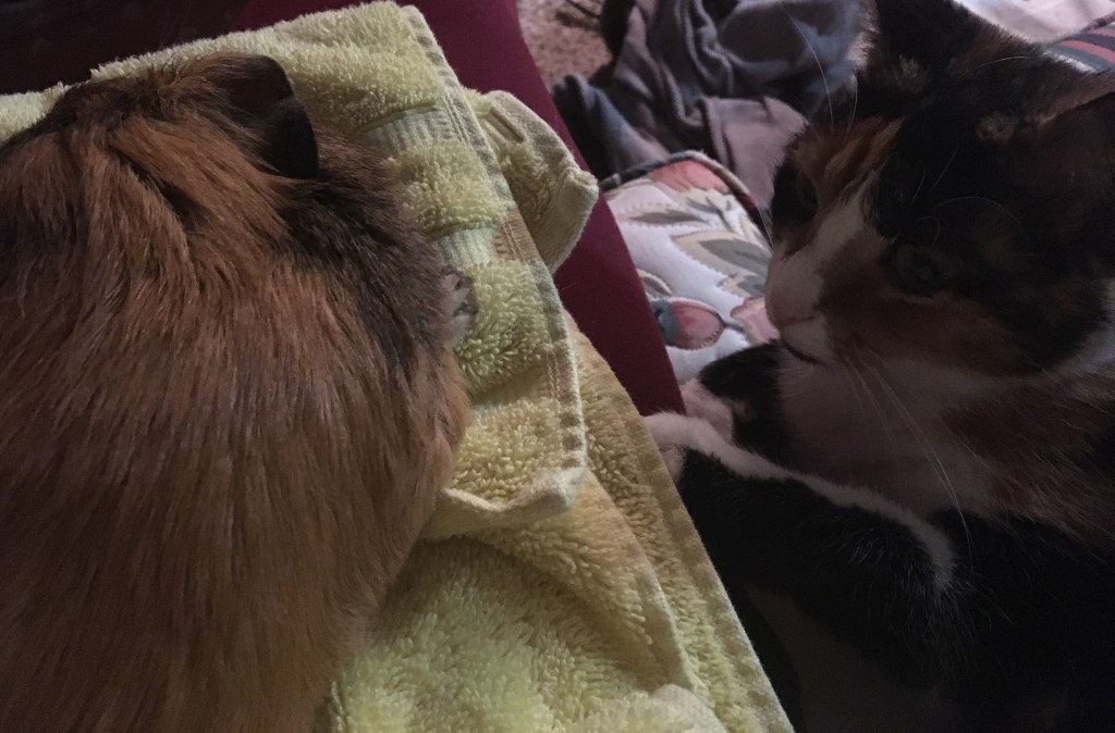 For the Beauty of Furry Friends