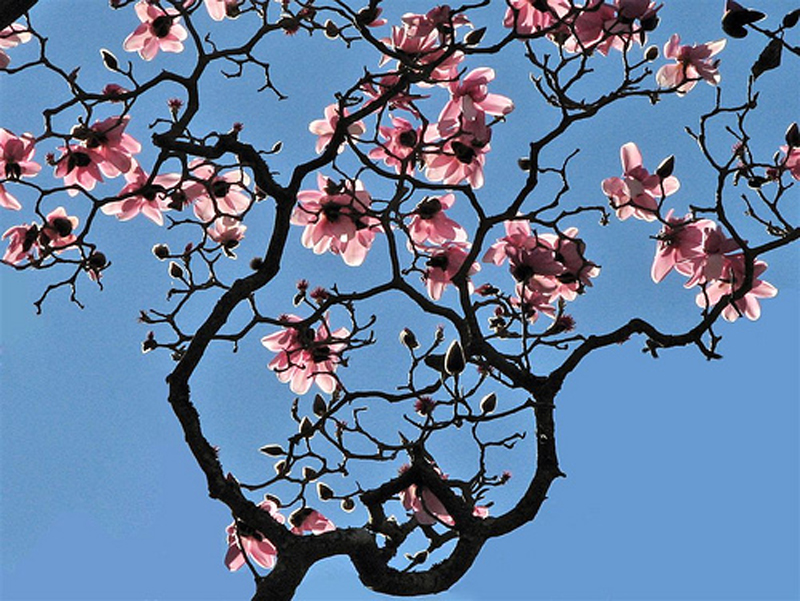 pretty flowers blue sky